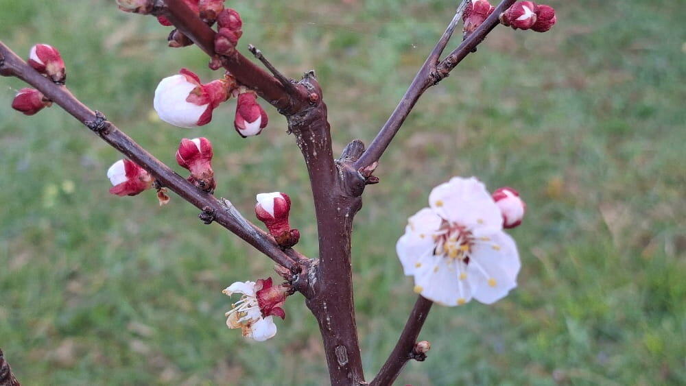 Worte wie Blüte kommen in Sprüche über das Alter vor