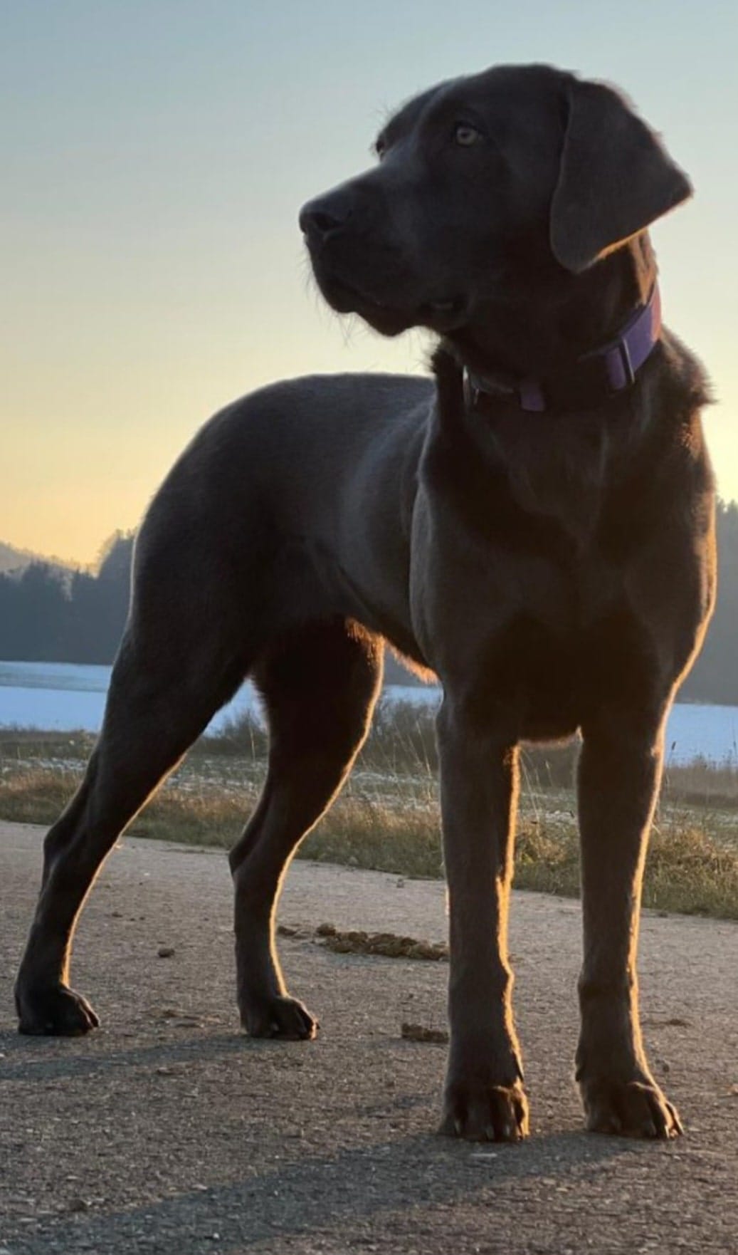 Erinnerungen auf 4 Pfoten - Hundegeschichten für Menschen mit Demenz