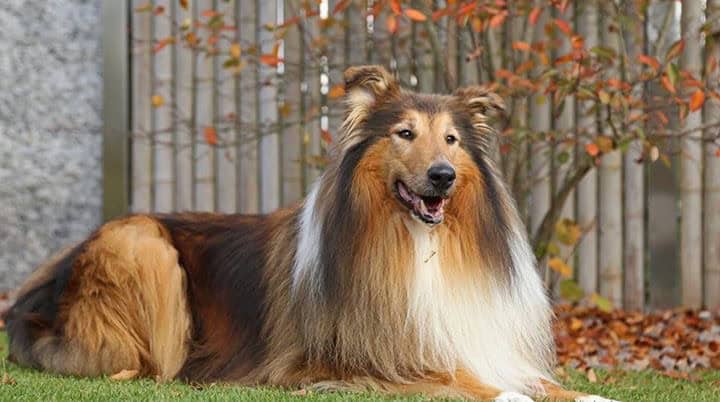 ERinnerungen auf 4 Pfoten - Hundegeschichten zum Vorlesen für Menschen mit Demenz