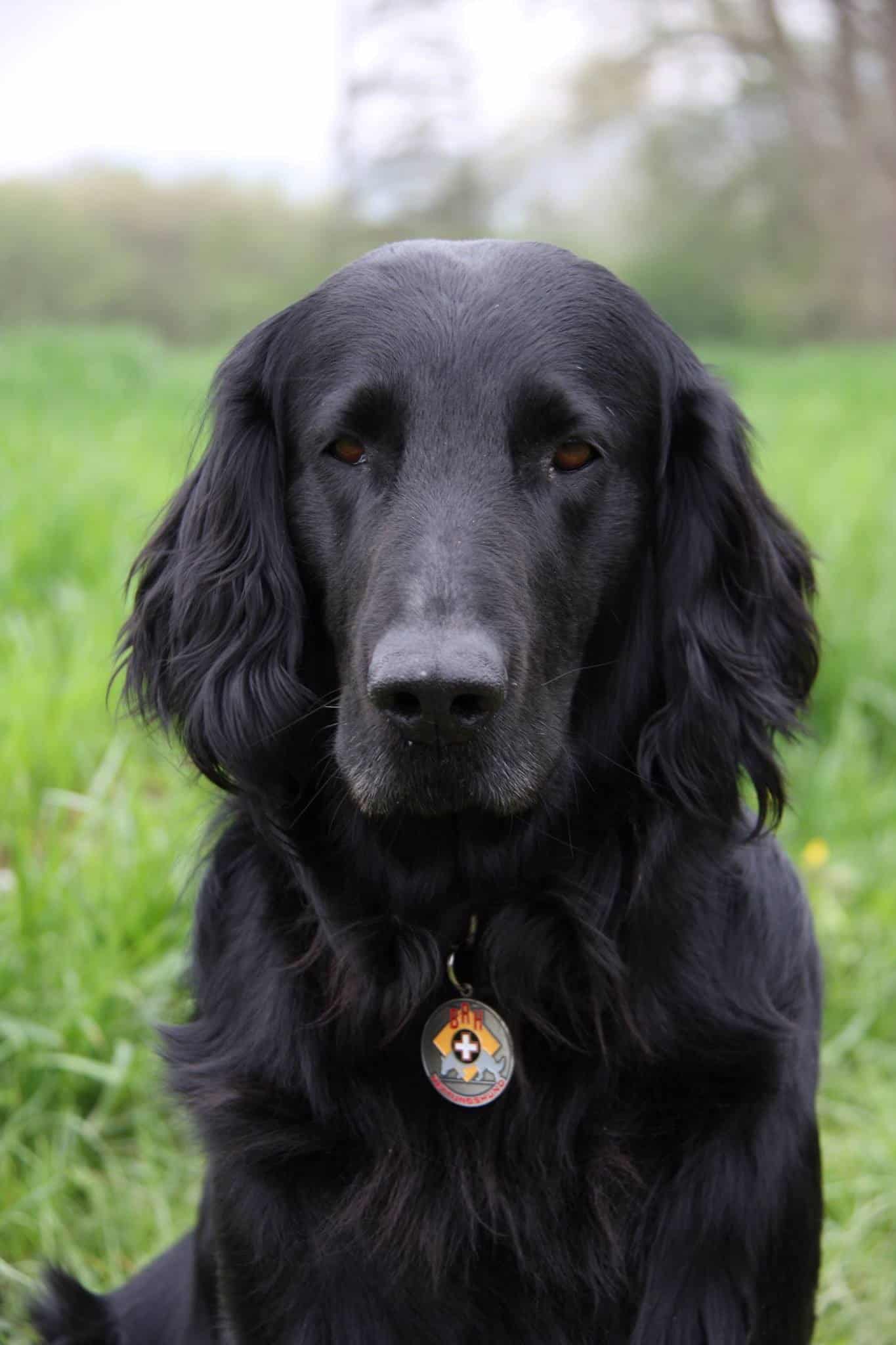 Erinnerungen auf 4 Pfoten - Hundegeschichten für Menschen mit Demenz